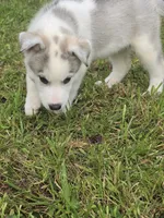 TOBY , a male Siberian Husky for sale in Chicopee, MA – 1 of 3