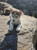 Princess , a female Siberian Husky for sale in Chicopee, MA – 3 of 3