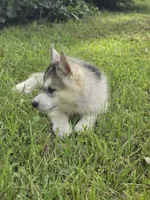 Ghost , a male Siberian Husky for sale in Chicopee, MA – 2 of 3