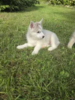 Luna , a female Siberian Husky for sale in Chicopee, MA – 3 of 3