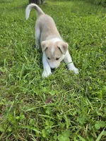Lola, a female Siberian Husky and Labrador Retriever for sale in Chicopee, MA – 3 of 3