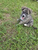 Bella , a female Siberian Husky and Labrador Retriever for sale in Chicopee, MA – 3 of 4