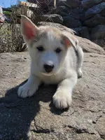 Loose , a female Siberian Husky for sale in Chicopee, MA – 2 of 3