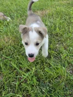 Lucy, a female Siberian Husky and Labrador Retriever for sale in Chicopee, MA – 4 of 4
