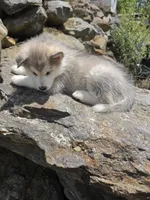 Rony, a male Siberian Husky for sale in Chicopee, MA – 3 of 3