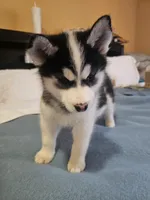 Lola, a female Siberian Husky for sale in Chicopee, MA – Photo 1 of 4