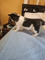 Lola, a female Siberian Husky for sale in Chicopee, MA – Photo 3 of 4