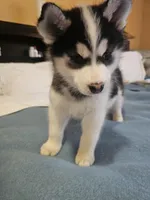 Lola, a female Siberian Husky for sale in Chicopee, MA – Photo 2 of 4