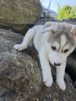 River , a male Siberian Husky for sale in Chicopee, MA – 2 of 3