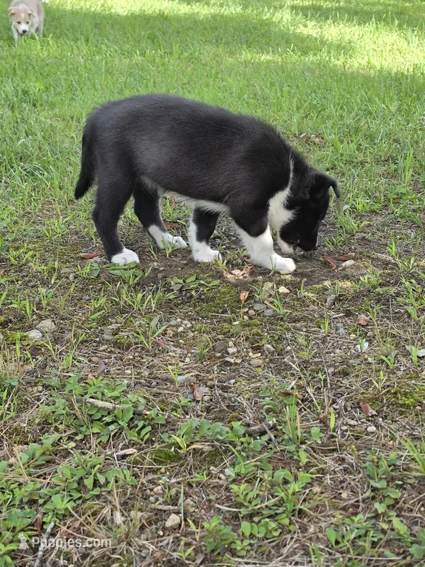 Lake  – Siberian Husky, Labrador Retriever puppy for sale in Chicopee, MA