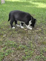 Lake , a female Siberian Husky and Labrador Retriever for sale in Chicopee, MA – 1 of 5