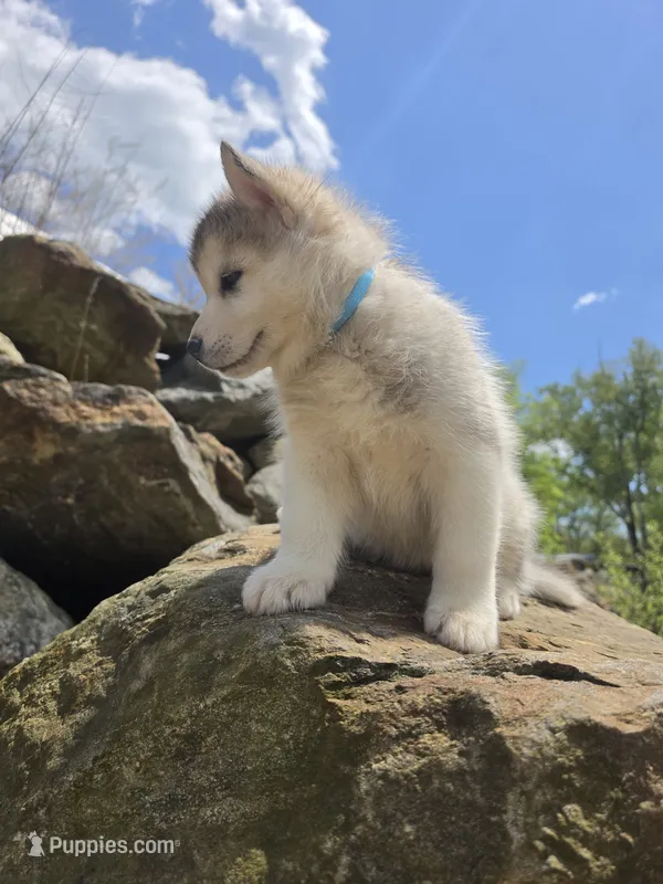 Rony – Siberian Husky puppy for sale in Chicopee, MA
