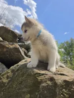 Rony, a male Siberian Husky for sale in Chicopee, MA – 1 of 3