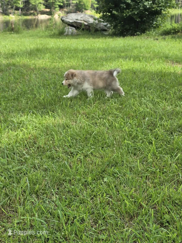 Max – Siberian Husky, Labrador Retriever puppy for sale in Chicopee, MA
