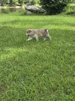 Max, a male Siberian Husky and Labrador Retriever for sale in Chicopee, MA – 1 of 4