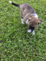 Molly , a female Siberian Husky and Labrador Retriever for sale in Chicopee, MA – 4 of 4