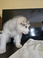 Jack , a male Siberian Husky for sale in Chicopee, MA – Photo 4 of 4