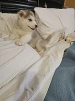 Jack , a male Siberian Husky for sale in Chicopee, MA – Photo 3 of 4