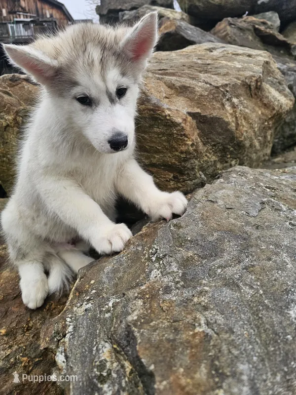 Jack  – Siberian Husky puppy for sale in Chicopee, MA