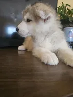 Jack , a male Siberian Husky for sale in Chicopee, MA – Photo 2 of 4