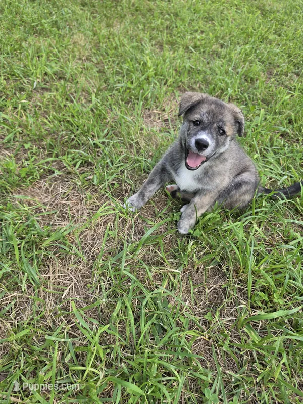 Bella  – Siberian Husky, Labrador Retriever puppy for sale in Chicopee, MA