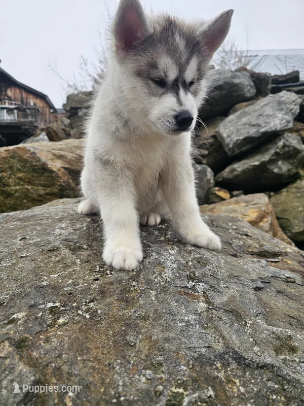 Titan  – Siberian Husky puppy for sale in Chicopee, MA