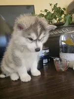 Titan , a male Siberian Husky for sale in Chicopee, MA – Photo 4 of 4