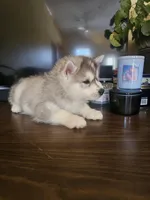 Titan , a male Siberian Husky for sale in Chicopee, MA – Photo 2 of 4