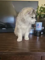 Titan , a male Siberian Husky for sale in Chicopee, MA – Photo 3 of 4