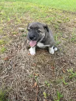 Coco, a male Siberian Husky and Labrador Retriever for sale in Chicopee, MA – 3 of 4