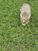 Max, a male Siberian Husky and Labrador Retriever for sale in Chicopee, MA – 2 of 4