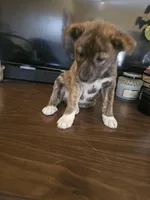 Leka, a female Labrador Retriever for sale in Chicopee, MA – Photo 2 of 4