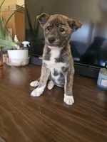 Leka, a female Labrador Retriever for sale in Chicopee, MA – Photo 3 of 4