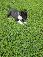 Lake , a female Siberian Husky and Labrador Retriever for sale in Chicopee, MA – 5 of 5