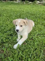 TOBY , a male Siberian Husky and Labrador Retriever for sale in Chicopee, MA – 3 of 4