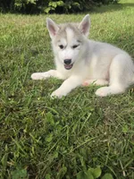 Luna , a female Siberian Husky for sale in Chicopee, MA – 2 of 3