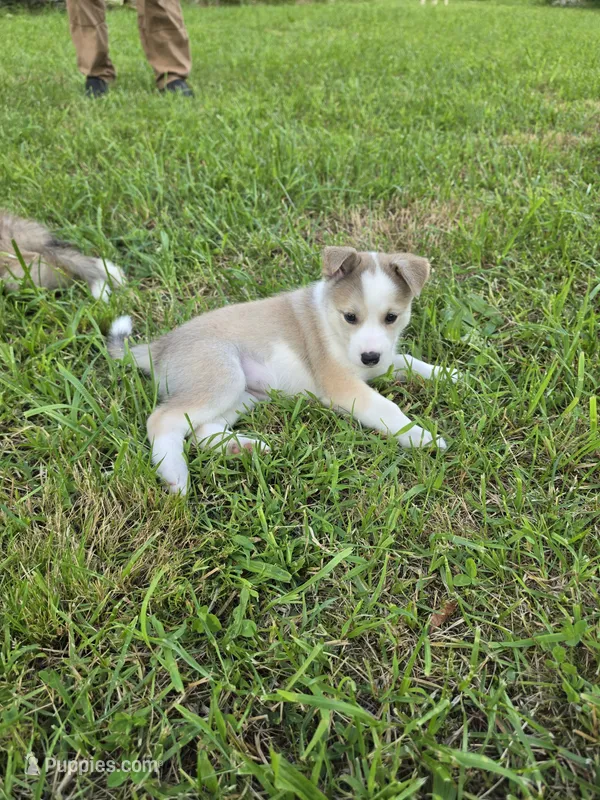 Lucy – Siberian Husky, Labrador Retriever puppy for sale in Chicopee, MA