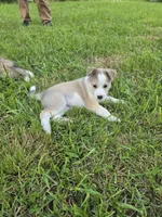 Lucy, a female Siberian Husky and Labrador Retriever for sale in Chicopee, MA – 3 of 4