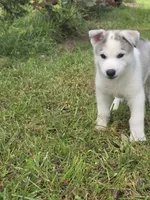 TOBY , a male Siberian Husky for sale in Chicopee, MA – 3 of 3
