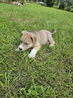 Cooper , a male Siberian Husky and Labrador Retriever for sale in Chicopee, MA – 2 of 6