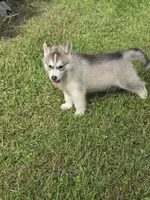 Luke , a male Siberian Husky for sale in Chicopee, MA – 2 of 3