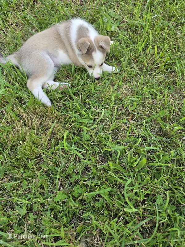 Lucy – Siberian Husky, Labrador Retriever puppy for sale in Chicopee, MA
