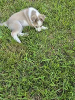 Lucy, a female Siberian Husky and Labrador Retriever for sale in Chicopee, MA – 1 of 4