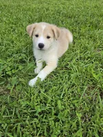 TOBY , a male Siberian Husky and Labrador Retriever for sale in Chicopee, MA – 4 of 4