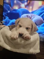 Max, a male Labrador Retriever for sale in Chicopee, MA – Photo 2 of 5