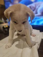 Max, a male Labrador Retriever for sale in Chicopee, MA – Photo 5 of 5