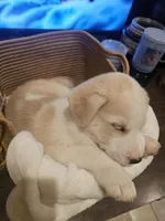 Max, a male Labrador Retriever for sale in Chicopee, MA – Photo 3 of 5