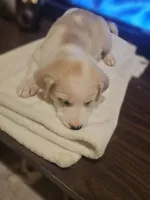 Max, a male Labrador Retriever for sale in Chicopee, MA – Photo 4 of 5