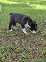Lake , a female Siberian Husky and Labrador Retriever for sale in Chicopee, MA – 2 of 5