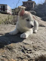 Loose , a female Siberian Husky for sale in Chicopee, MA – 3 of 3